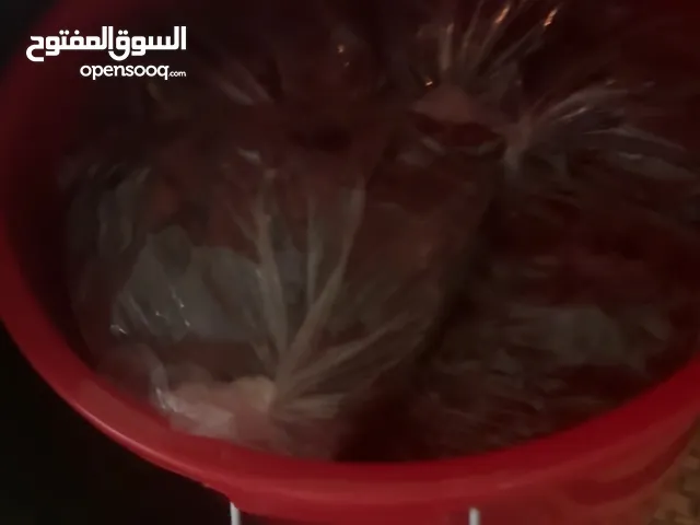 تمر سح فرض و خلاص للبيع