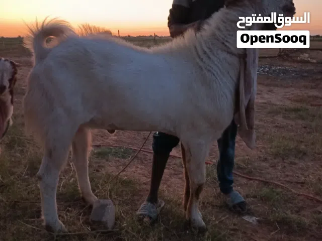 جدي حجازي صرف