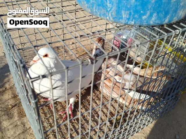 جوز مالطي تحتته فرخ حاجه ربي يبارك مصراته