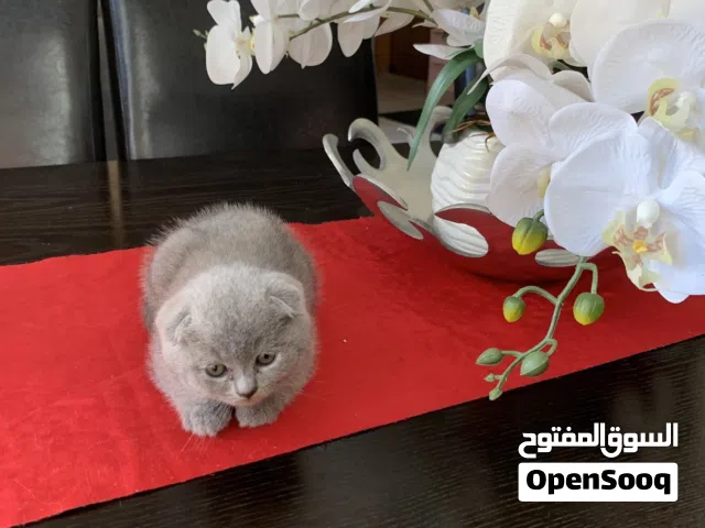 Scottish Fold & British Shorthair Kittens – 6 Weeks Old – Ready for Sale