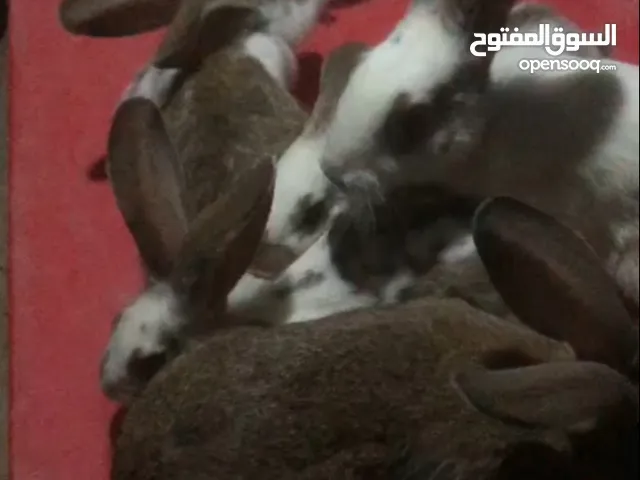 ارانب للبيع المكان الزاوية