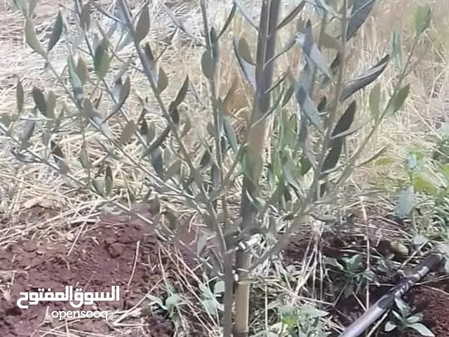 فنى لغرس الاشجار