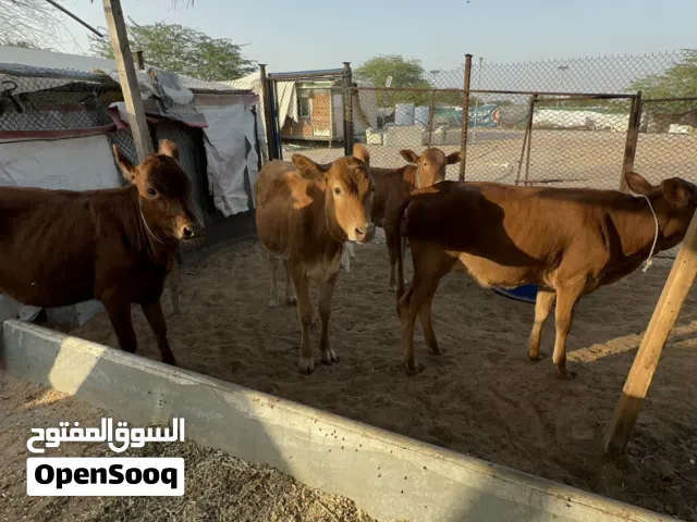 عجل وعجلات محليات عربيات تربية الدار وماشاء الله شي طيب للذبح او مشاريع للتربية اللهم بارك