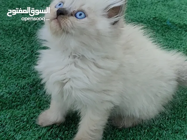 ذكر راغدول عمر شهرين للبيع