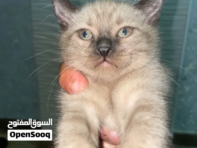 قط هملايا....