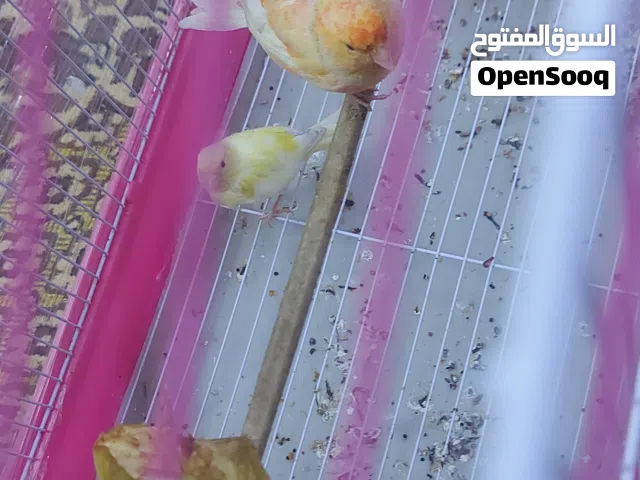 بلبل فحل  وانثى كناري عدد اثنيين مع قفص كبير وصغير للبيع...