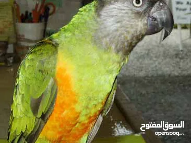 مطلوب ببغاء سنغالي للبيع