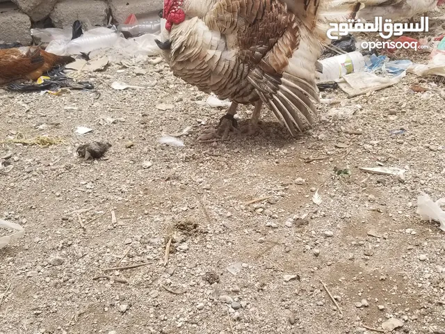 للبيع ديك رومي