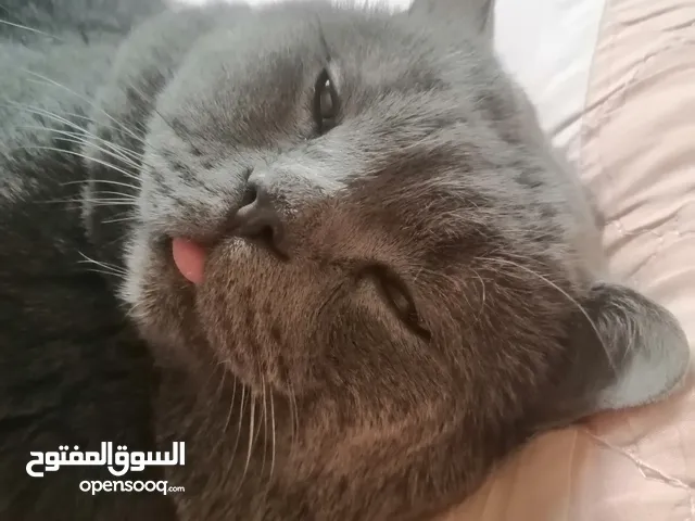 ذكر بريتش بيور جيم