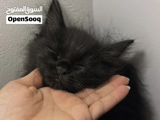 قط شيرازي للبيع