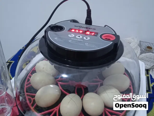 فقاسه 12 بيضه نسبه التفقيس 100٪
