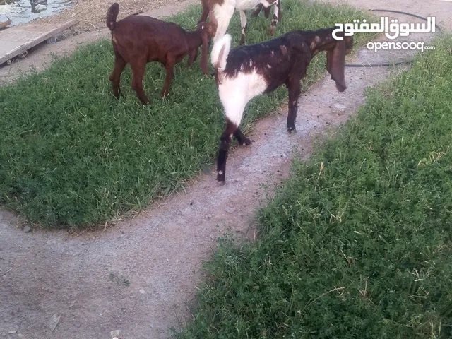 صخله ضروبة افغاني وراها انثى ثنين مضرع السعر 750