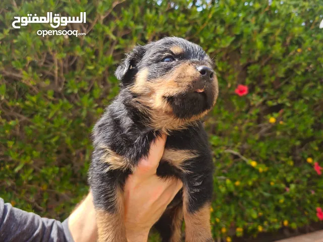 جراوي روت بيوور