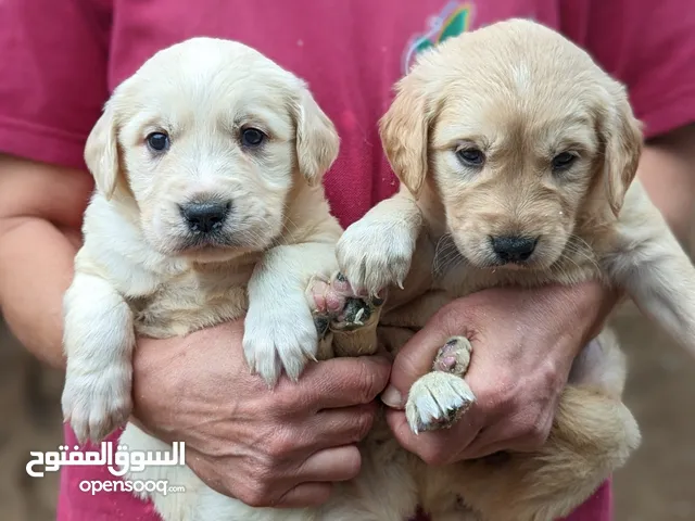 Golden Retriever Dogs For Sale & Adoption in Turkey: Puppy: Best Prices