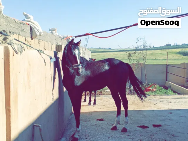 مهر العمر سنتين اربع شهور رتفاع فوق 170 معروف اب ام