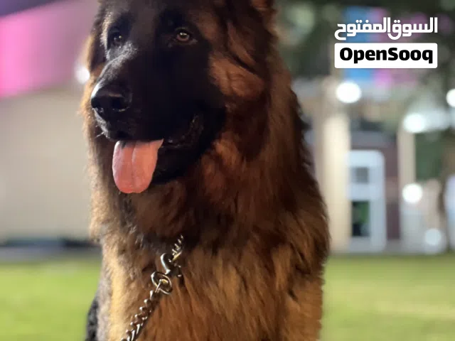 German shepherd dog pure bloodline