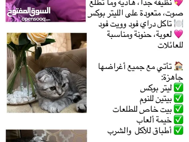 قطة سكوتش فولد