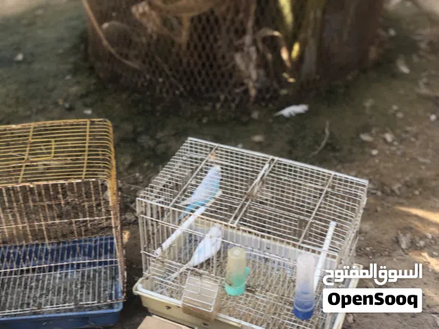 اربعة من الطيور زوز كوبيات بقلينو