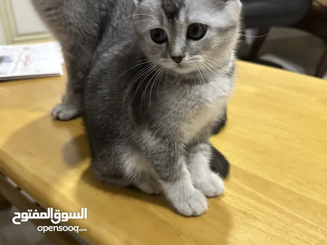 Scottish Fold breed kitten