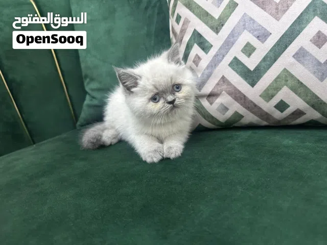 قطط هملايا للبيع