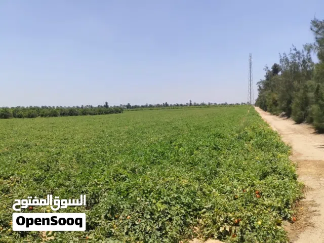 103فدان للبيع ملك مسجله حيازه زراعة طريق مصر اسكندريه الصحراوي النابوريه