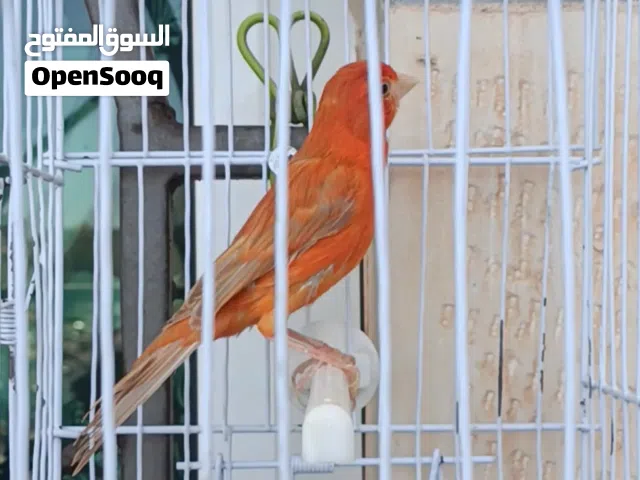 طيور كنار بلدي بأعمار يافعة وألوان متنوعة صحة ونشاط وسلالات ممتازة وجذابة للتربية والإنتاج والتأمل.