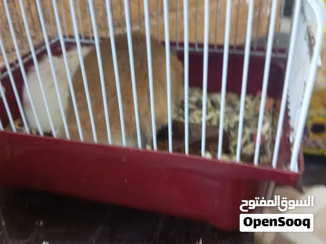 هامستر للبيع في العقبة