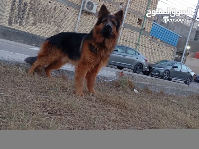 اقره الوصف مهم