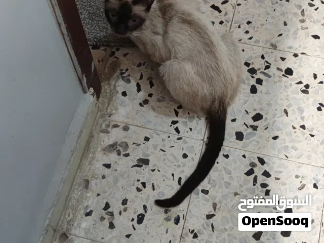 سيامي والده 5 جرأة الاب من نفس الي في صور