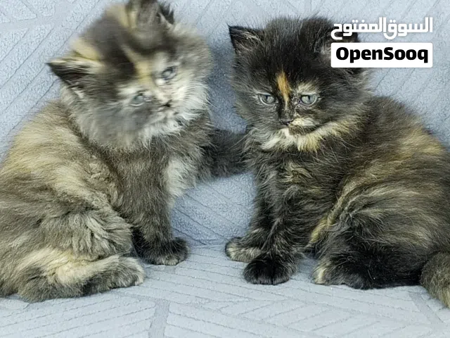 كتن صغيره للبيع السعر للكتن الواحده