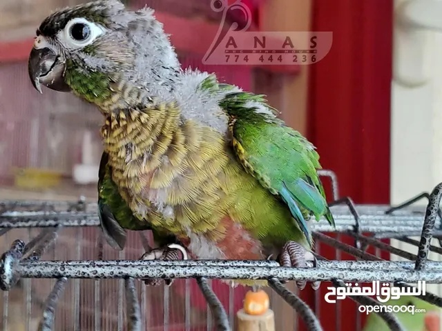 فراخ كنيور انناس تبارك الله