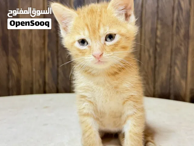 قط شيرازي ذكر
