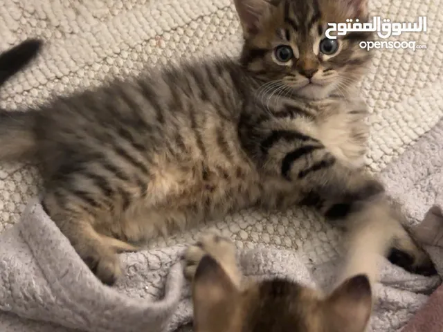 كتن ابناء سكوتش ستريت للبيع
