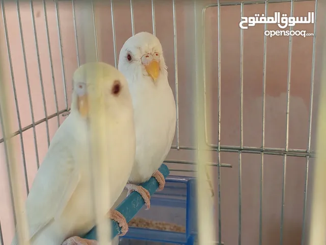 متوفر مجموعة طيور للبيع مستوى عالي