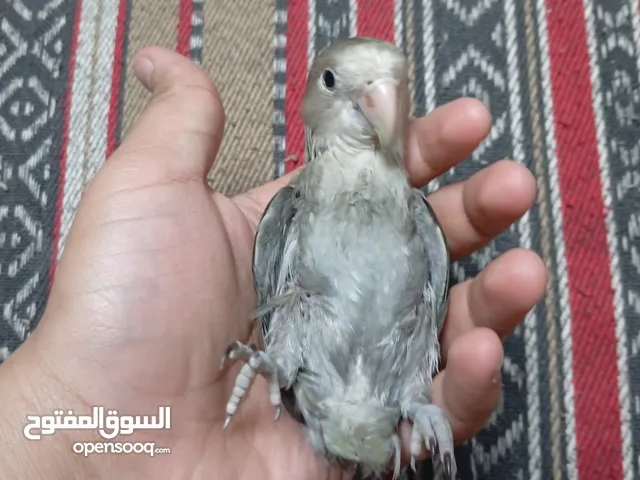 طير اليف...