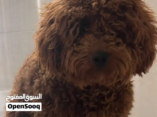 كلب توي بوديل للبيع