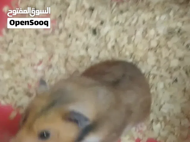 هامسترات شغالات