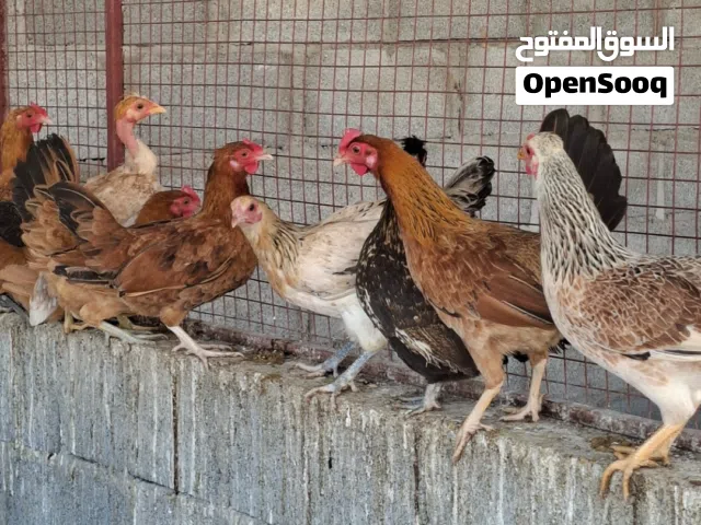 دجاج عماني وذكور بط عماني وذكور دجاج وفروخ دجاج عماني وحبشي وكوشن وسمان