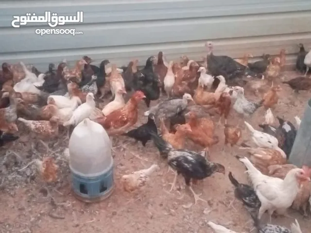 دجاج بلدي و لوهمان و فيومي و بناديق باكستاني و حبش للبيع