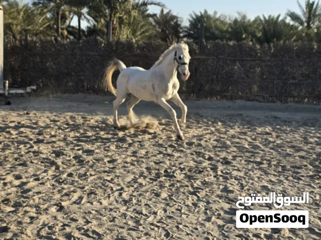 حصان للبيع عربي رفيع نضيف
