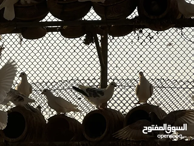 حمام فرنسي لاحم ذو جودة عالية تربية ورعاية جيدة جدا / pure French broiler pigeon