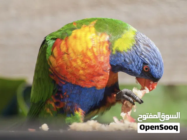 ببغاء لوري قوس قزح