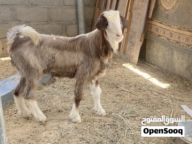 2 سخل عماني في المضيبي في  سمد الشان