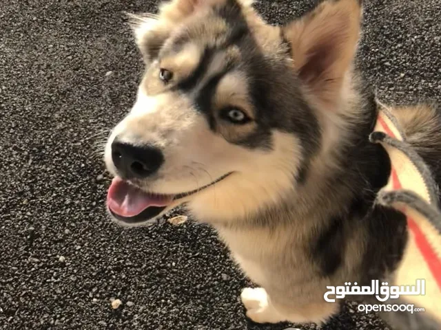 كلب هسكي الاسكا بسعر 2000