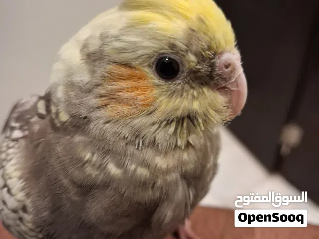 Healthy cockatiel parrot very active and beautiful.  Friendly and hand trained.  Location: Riyadh