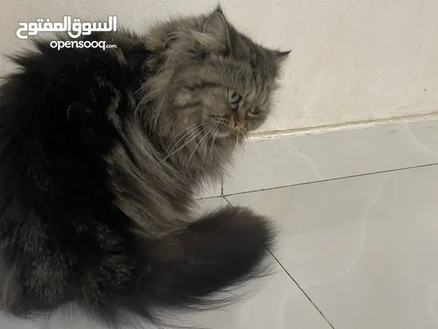 قطوة النوع القزم ماتكبر