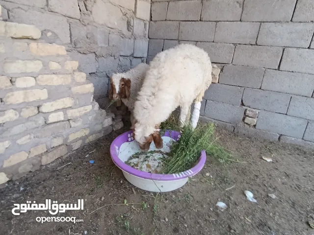 نعجه البيع