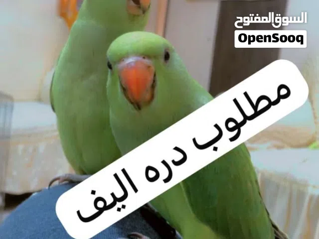 مطلوب درة اليف