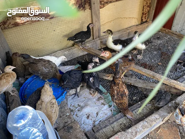 دجاج وبط للبيع