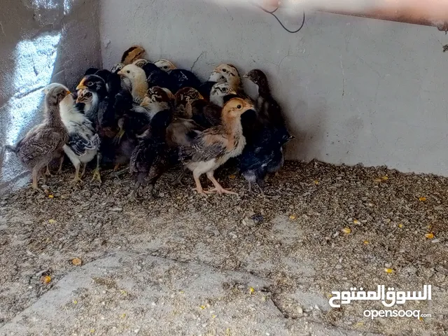 صيصان بلدي صحه ونضافه للبيع